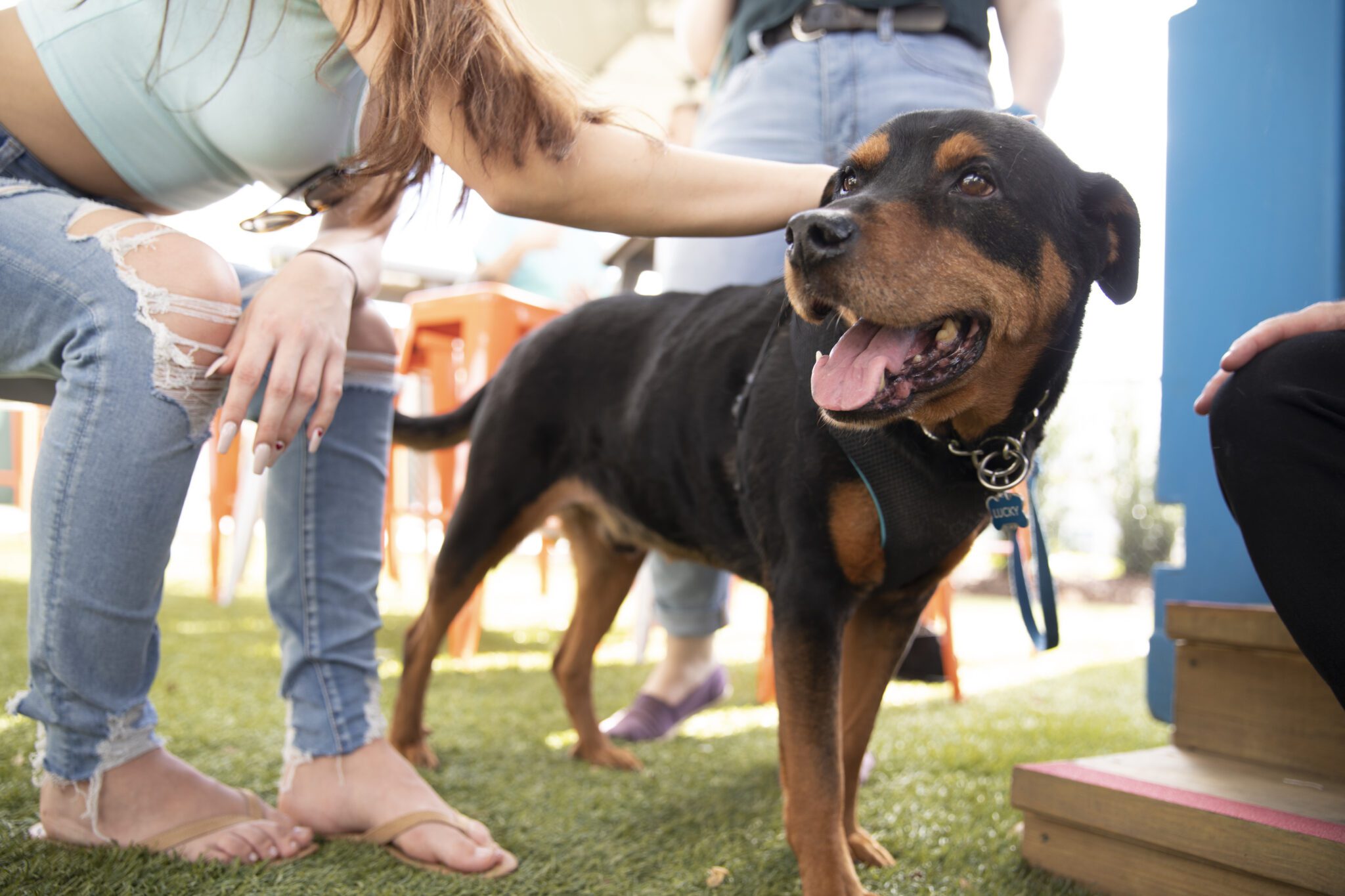 A Dog's Life in Lake Nona Lake Nona